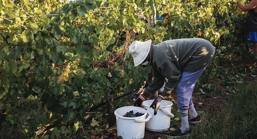 Wicks grape picking